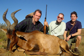 Red hartebeest