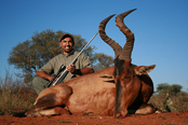 Red hartebeest