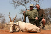 White blesbok