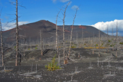 Мертвый лес - последствия извержения вулк.Толбачик 1975-76 г.г.