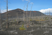 Мертвый лес на склонах вулкана Толбачик