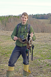 Селезень кряквы в Костромской области