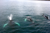 День 10: китовое сафари 