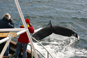День 6: китовое сафари