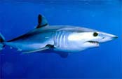 Mako shark (Isurus glaucus) или серо-голубая акула