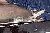 Акула (рыба-молот), декабрь 2009 года